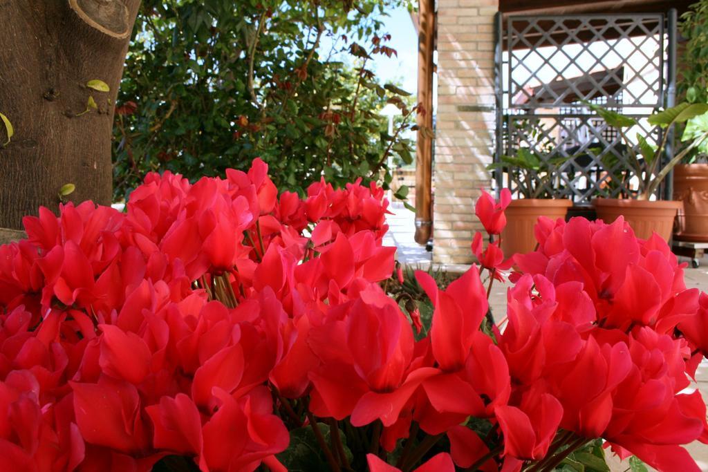 Villa Mara B&B Ното Экстерьер фото