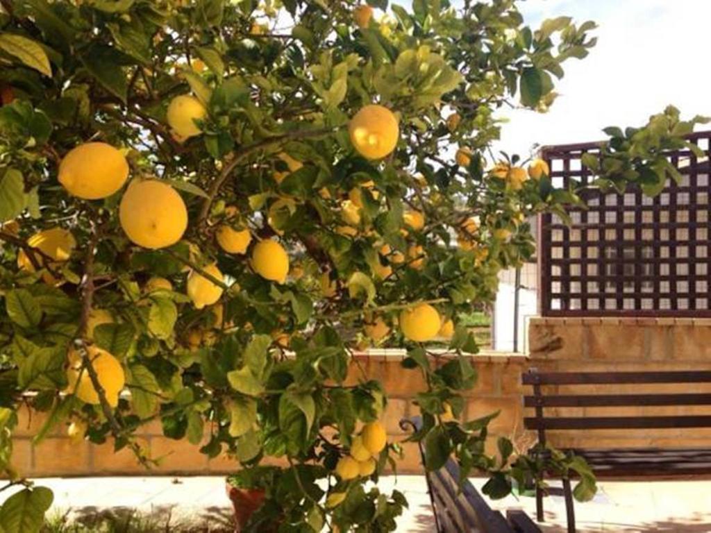 Villa Mara B&B Ното Экстерьер фото